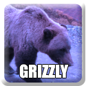 Grizzly Bear Hunt