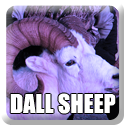 Dall Sheep Hunt